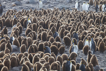 Obraz premium King Penguin rookery on South Georgia Island