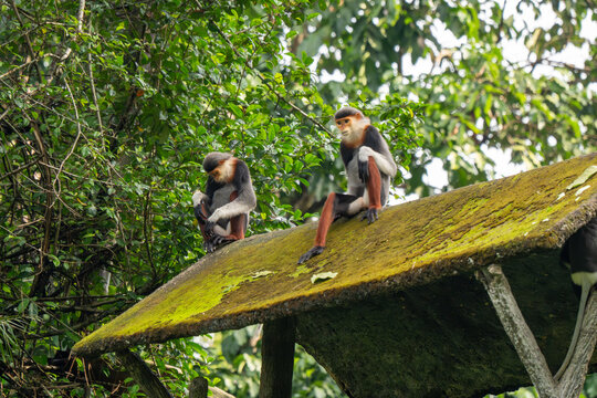 Two red-shanked douc langurs sitting in tropical zoo habitat