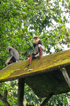Red-shanked douc langur sitting on moss-covered structure in zoo habitat