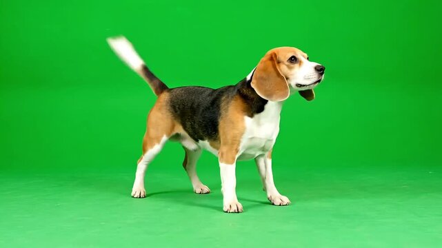 Alert beagle dog standing on a green background with tail wagging