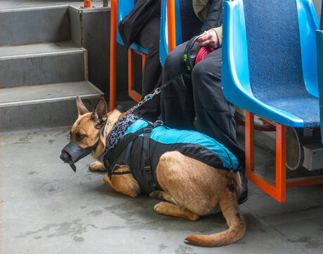 A muzzled dog lies calmly next to its owner on a tram.