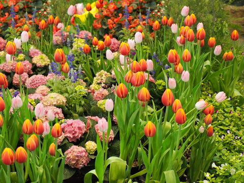 Winter flowers bloomed around the tulips. Tulipa hybrids (cup-shaped in orange with yellow edges), Blue Salvia bluish-purple flowers, hydrangeas (forms rounded clusters in both pink, greenish-yellow)
