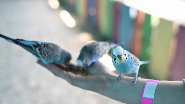Three budgerigars sitting on human hand, eating seeds. Blue wavy parakeets feeding from palm. Domestic pets care, animal friendship, aviary bird sanctuary, wildlife interaction concepts, taming birds