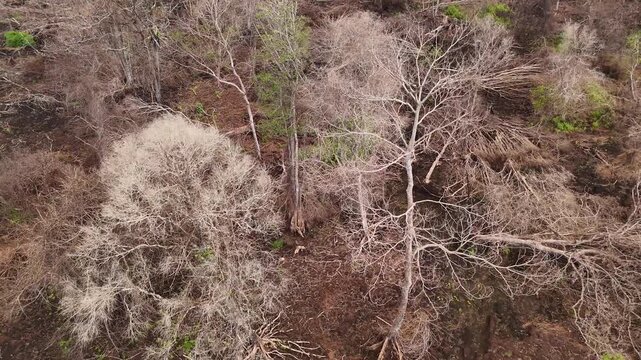 An aerial view showing leafless trees in a dry forest, indicating drought and deforestation.