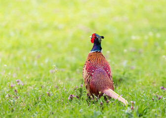 Pheasant or hunting pheasant (Phasianus colchicus), male standing in meadow © Ewald Fröch