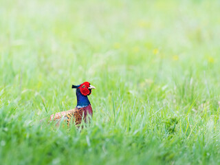 Pheasant or hunting pheasant (Phasianus colchicus), male standing in meadow © Ewald Fröch