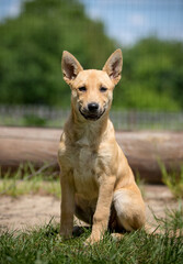 Fototapeta premium Cute light brown puppy sitting on the grass looking at camera