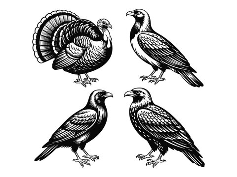 Birds illustration featuring turkey and three ravens in black and white