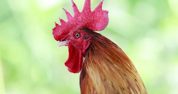 Rooster, Colorful rooster with bright red comb and glossy feathers against a blurred natural background, Bantam chicken, close-up