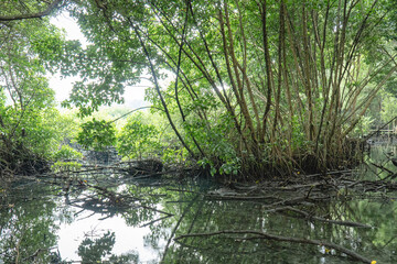 Obraz premium Dense mangrove trees with exposed roots reflected in calm water, showcasing a healthy tropical coastal ecosystem and natural wetland habitat.