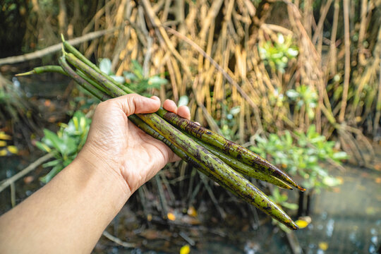 Close-up of mangrove propagules held by a hand in a tropical mangrove forest, highlighting natural regeneration and coastal ecosystem restoration.