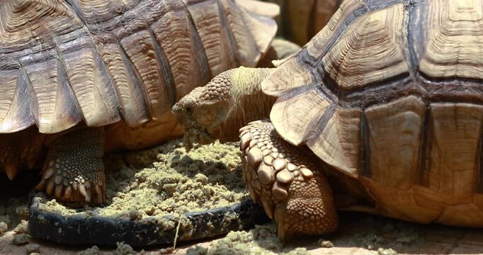 Sulcata Tortoise eating, Giant tortoises feeding, Centrochelys sulcata, highlighting detailed shells and textured skin in a natural wildlife environment, close-up