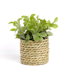 Naklejka premium Artificial Plastic plant in basket pot