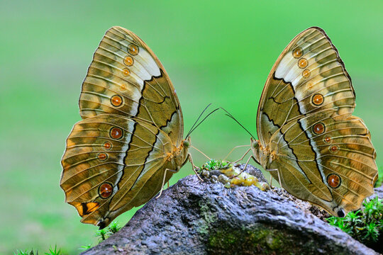 beautiful butterflies sipping rotten fruit on ground, Stichophthalma mathilda siamensis or Siamese Junglequeen butterfly in natural habitation