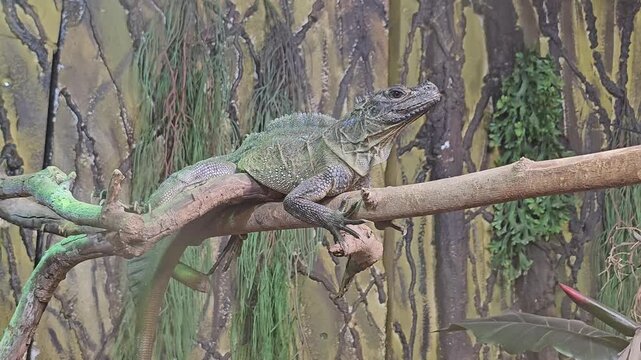 iguana on tree resting at zoo italy reptile enclosure video