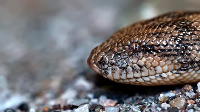 Macro shot of a snake's head showing detailed scales and eye