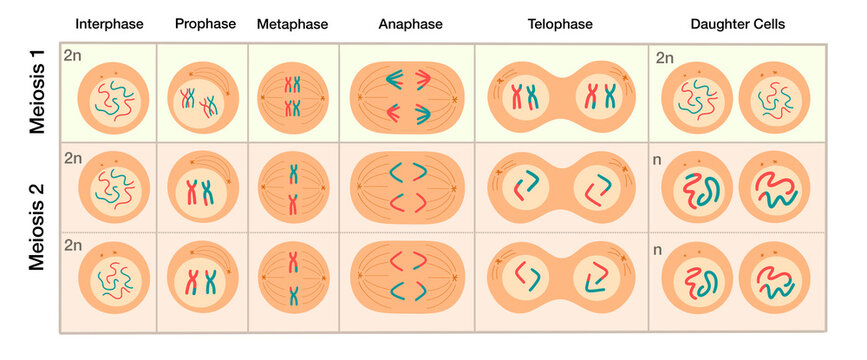 Meiosis cell division diagram showing stages of meiosis 1 and meiosis 2