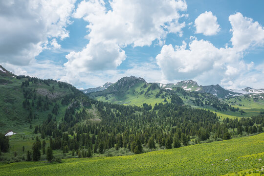 Vivid green view from grassy meadow to forest hills and high rock tops and peaks with snow under lush clouds in blue sky. Conifer trees and sharp rocky mountains with sheer crags in changeable weather