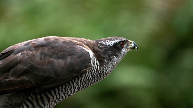 Close up portrait of a powerful hawk looking into the distance