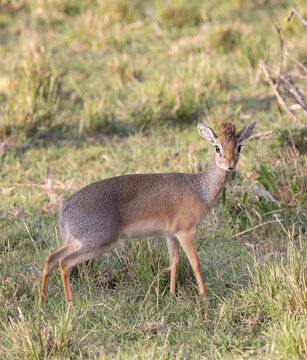 Tiny Dikdik