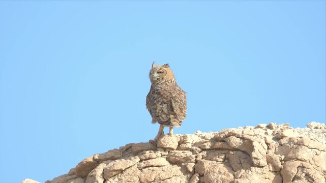 Close up Video of Eagle owl perches atop rugged, sunlit cliff face.Pale blue sky forms serene backdrop. Furry, patterned feathers blend with rocky terrain. Stillness suggests watchful, alert vigilance