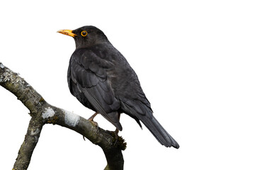 Fototapeta premium blackbird isolated on white background