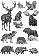 Fototapeta premium Vintage Engraving Style Forest Animals Collection with Deer Wolf Bear Fox Moose and Hedgehog Illustrations