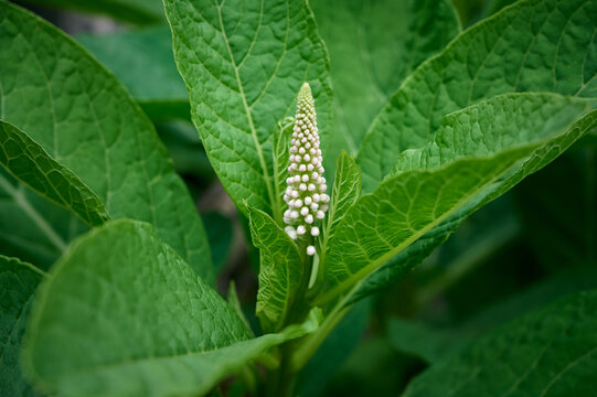 Close-up of Indian Pokeweed (Phytolacca acinosa) flower bud with green leaves background.