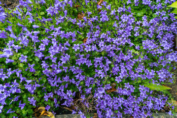 Obraz premium Staudenpflanze von kleinen blauen Glockenblumen Blüten im Garten im Staudenbeet Draufsicht bei Sonne