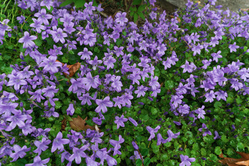 Obraz premium Staudenpflanze von kleinen blauen Glockenblumen Blüten im Garten im Staudenbeet Draufsicht bei Sonne