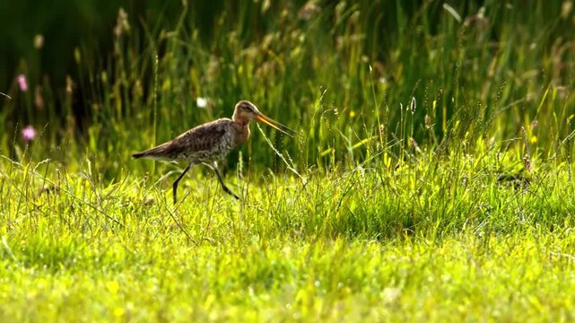 Shorebird foraging in a lush green grass wetland area