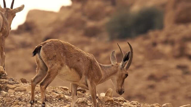 Mountain goat ibex standing in a rocky mountain landscape