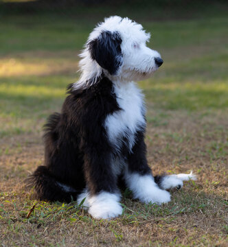 Young sheepadoodle obediently sitting on the lawn