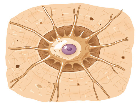 Osteocyte Cell in Bone Matrix Illustration