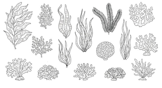 Detailed collection of hand drawn sketches of various types of seaweed and underwater coral formations for marine themes.