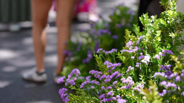 Close-up on purple statice flowers blooming in a sunny city street. Unrecognizable people are walking in the blurred background