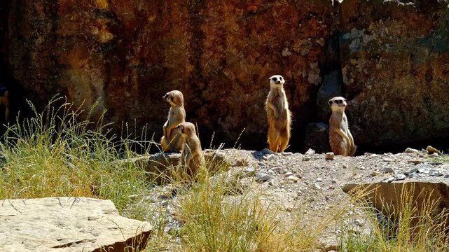 Group of alert meerkats standing on lookout duty in the desert