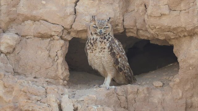 Close up Video of Large owl perches guardedly in stone cave entrance. Tawny feathers blend with sun-baked rock surroundings. Eyes sharp, posture alert, as if watching for prey