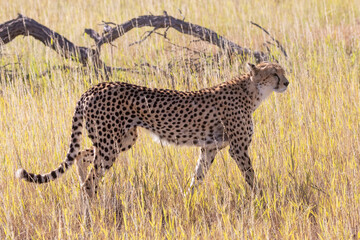 Cheetah (Acinonyx jubatus) hunting at dawn in grassland savannah, Kalahari, Northern Cape, South Africa, side view © gozzoli