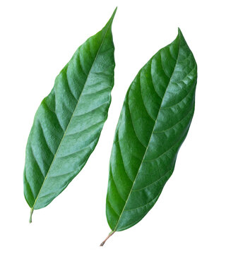 Fresh green cacao leaves isolated on transparent background with natural tropical foliage detail