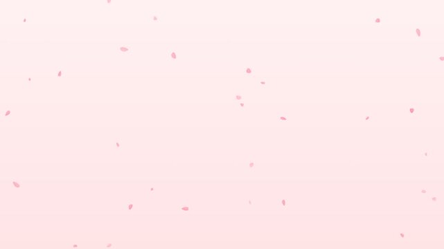 Pink sakura cherry blossom petals falling down on a pastel background