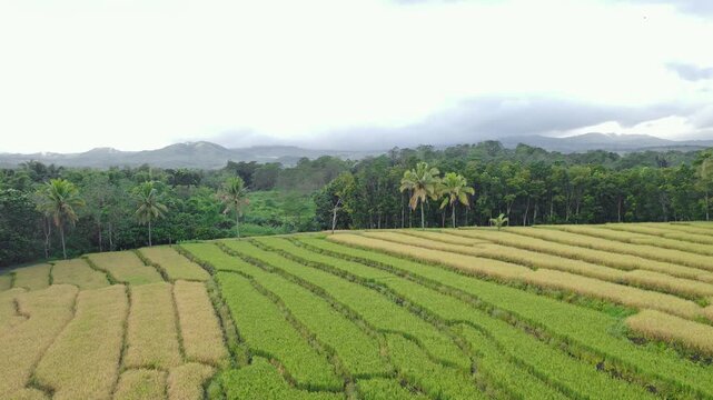 Aerial view of lush terraced rice fields bordered by tropical forest and misty mountains under a cloudy sky in Bajawa, Nusa Tenggara Timur, Indonesia.