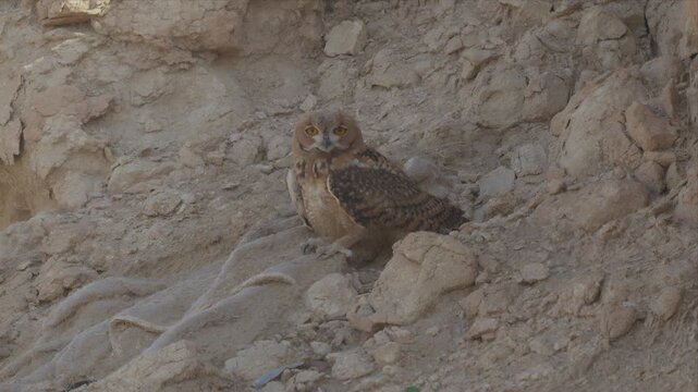 Elegant owl perches on rocky terrain. Feathers blend with earthy tones. Gaze fixed, alert, and watchful. Natural habitat, rugged, sunlit. Perfect for wildlife, nature, or desert themes