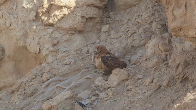 Close up Video of Small owl perches on rocky cliffside, camouflaged in earth tones. Feathers blend with surrounding stones, quiet & watchful. Natural habitat showcases its adaptation to rugged desert