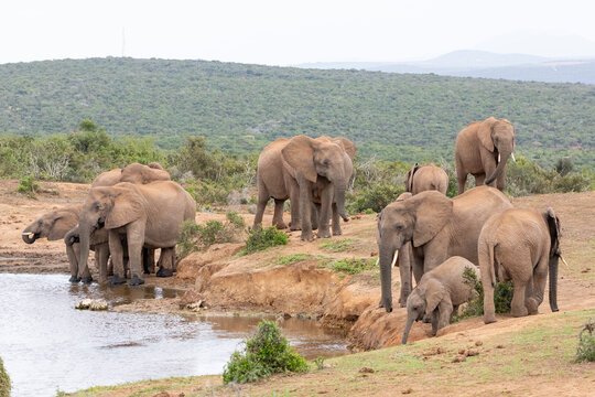 Herd of African elephants (Loxodonta africana) at Addo Elephant National Park, Eastern Cape, South Africa drinking at Gwarrie Pan waterhole in rain