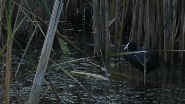 Black bird Eurasian coot (Fulica atra) waterfowl foraging and stretching wings in dense reed thicket. Natural lighting, medium shot, shadowy. Hard work and Resilience.