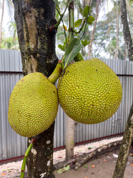 Two unripe jackfruits hanging on a tree branch outdoors