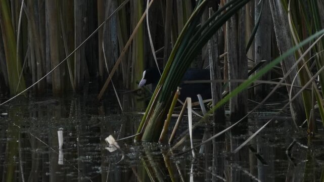 Black bird Eurasian coot (Fulica atra) waterfowl partially hidden behind green reed stems in wetland. Natural lighting, wide shot, shadowy. Preservation and Purity.