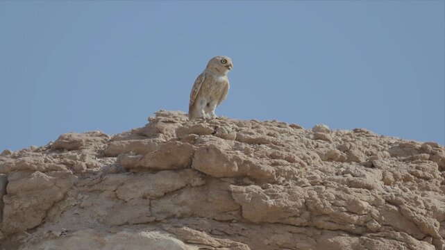 Video of little owl bird perches atop rugged, sun-baked rock and watching with full alert. Clear blue sky frames the bird's watchful gaze. Wind-swept stone surface shows signs of age and erosion
