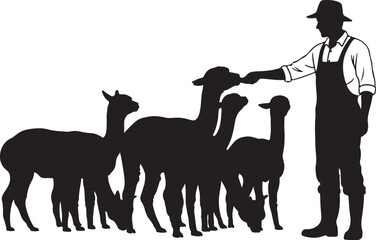 Fototapeta premium Man feeding alpacas farm animals silhouette
